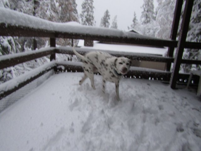 Lucky playing in the snow